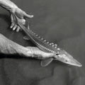 Siberian Classic – Sibirischer Stör Kaviar, 10g | MHD 2 Monate