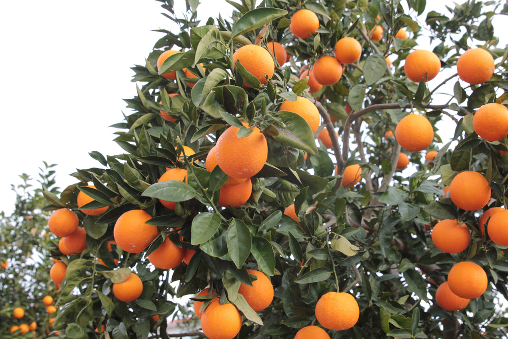Organic Oranges, 1 piece approx. 150 grams