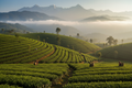 Darjeeling Teeplantage Indien