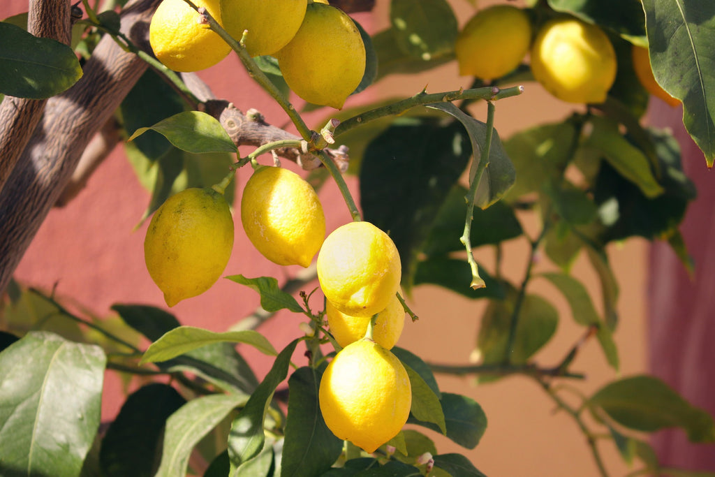 Organic Lemon Piece approx. 120 grams
