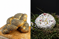 Mohnweckerl & Camembert